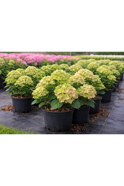 Hydrangea macrophylla Рембрандт Вібрант Верде С3, 3л